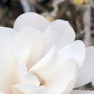 Meet your Posher, Tehilla